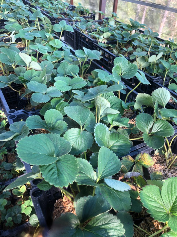 plantulas